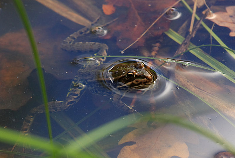 a che specie appartiene? - Pelophylax sp.